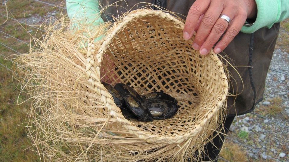 Being able to gather mahinga kai from awa, such as these freshwater mussels, is an important part of the connection Māori have with awa. Image: LEARNZ.