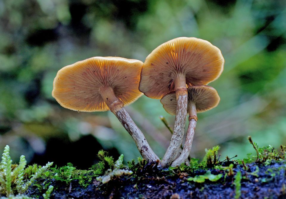 Mushrooms are the fruiting body of fungi and produce spores to reproduce. Image: Bernard Spragg.