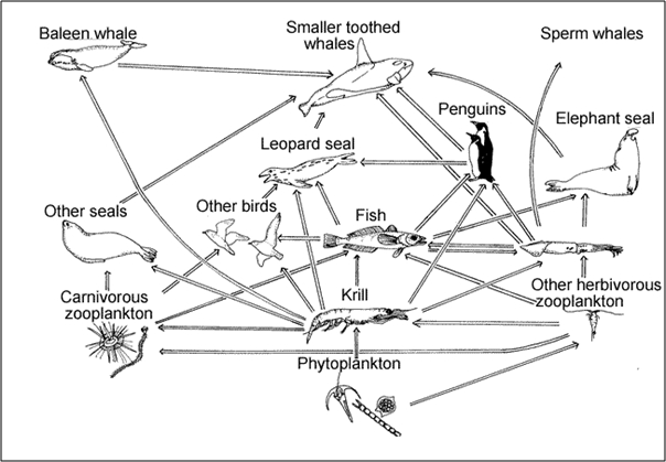 ocean decomposers