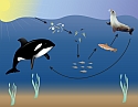 A marine food web