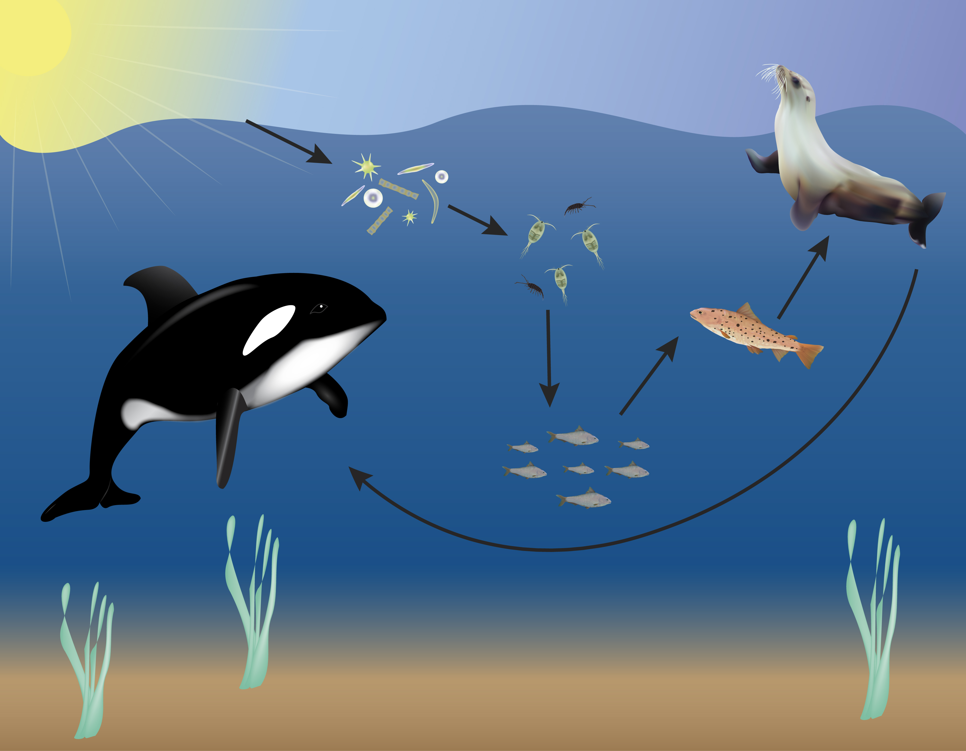 pacific ocean animals food chain