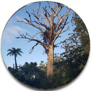 Kauri Dieback