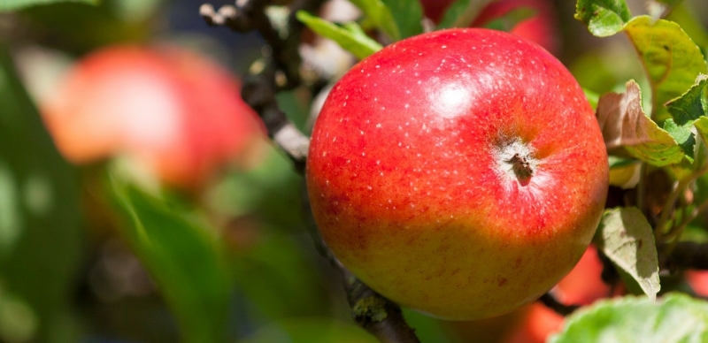 Unpacking the apple story