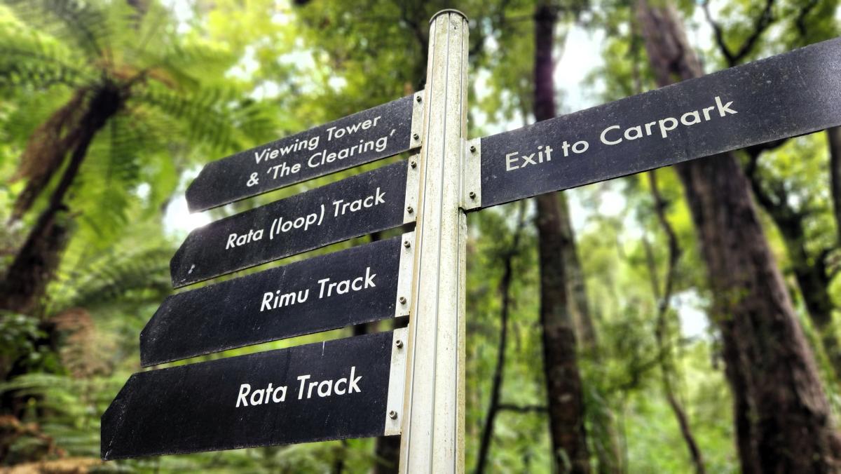 Visitors can walk along well-kept tracks at Sanctuary Mountain Maungatautari. Image: LEARNZ.
