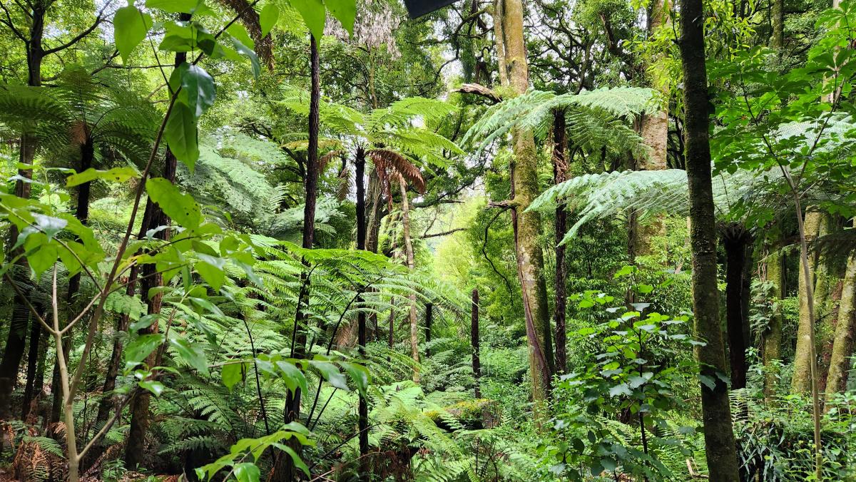 Visitors will notice thick undergrowth and many layers of plant life inside the sanctuary. Image: LEARNZ.