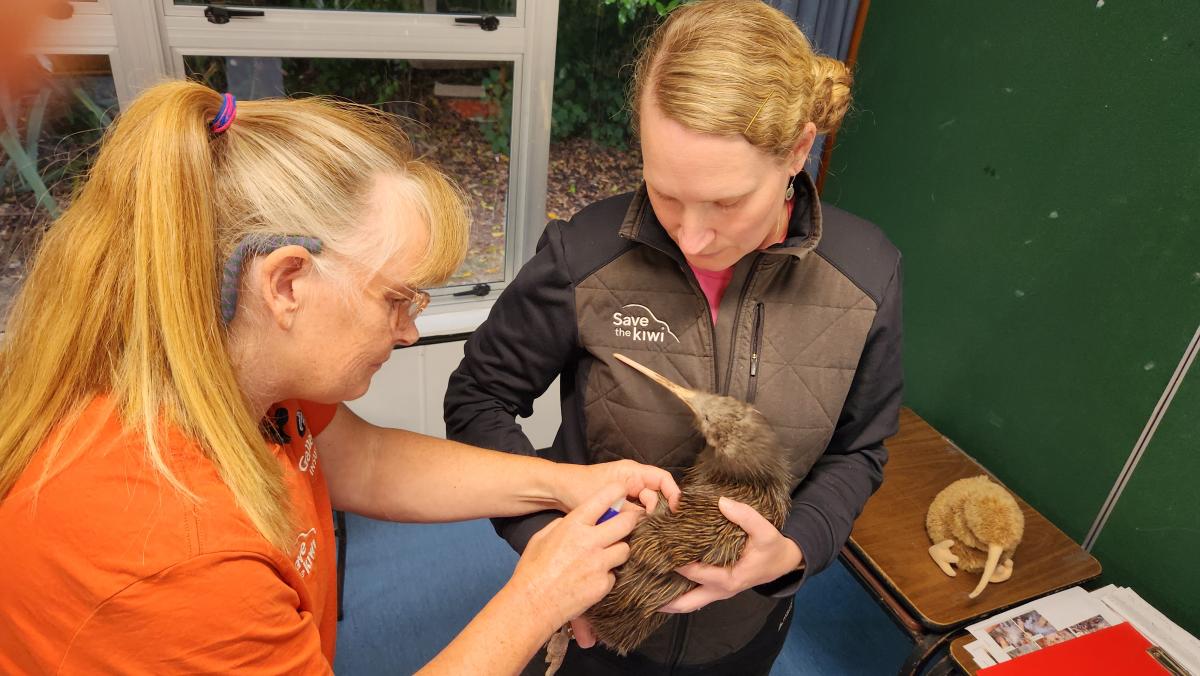 Kōhanga Kiwi – a safe place for kiwi