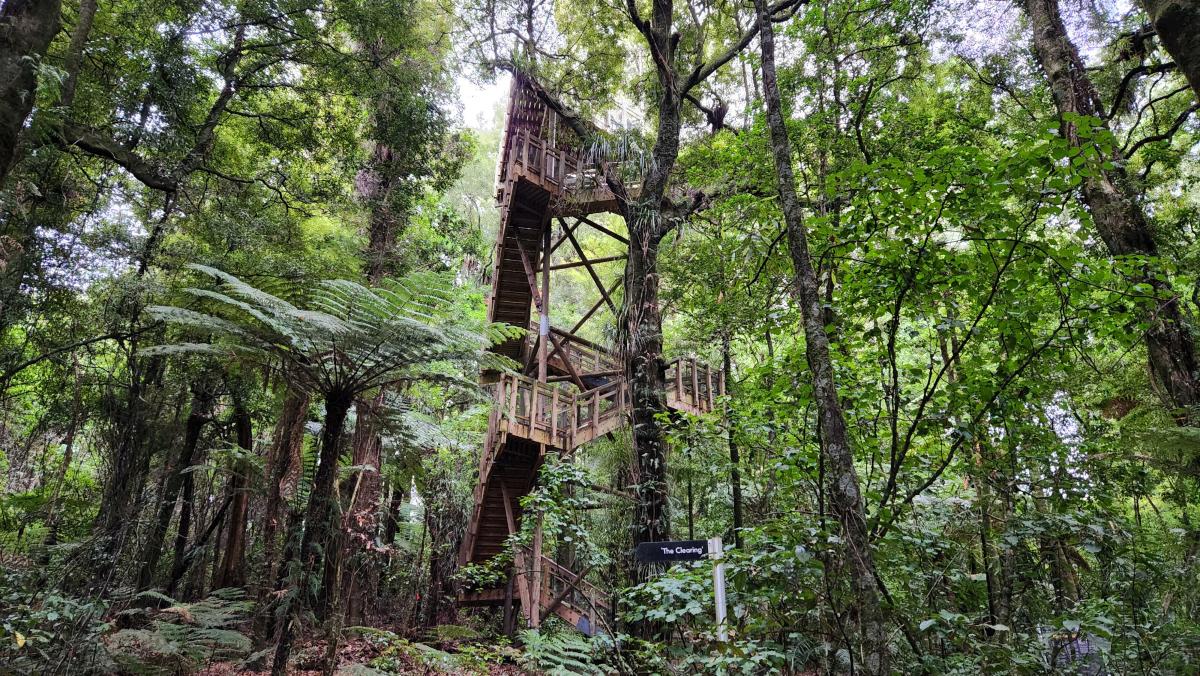 The viewing tower in Te Tūi a Tāne. Image: LEARNZ.