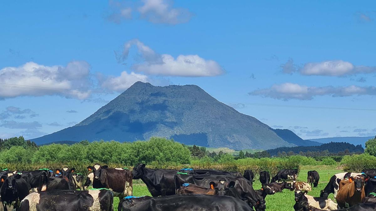 Pūtauaki in Edgecumbe is a cone volcano. Image: LEARNZ.