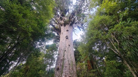 Tāne Mahuta: Waipoua Forest, Northland. Image: LEARNZ.