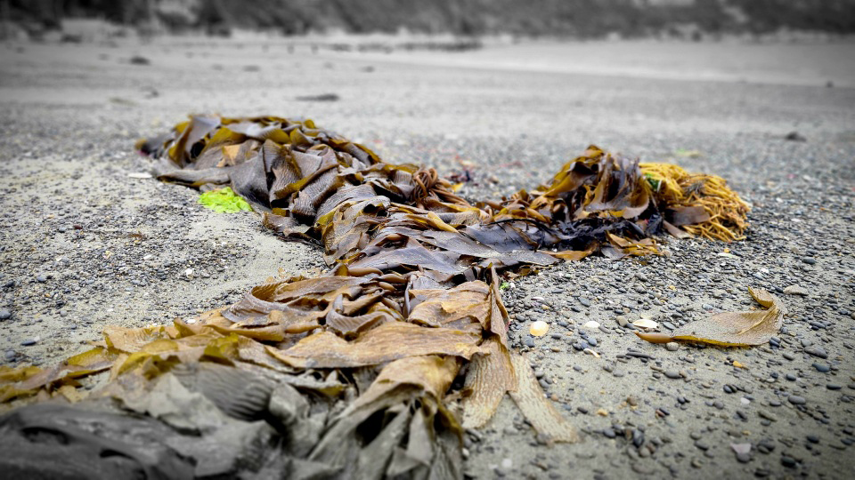 Seaweed