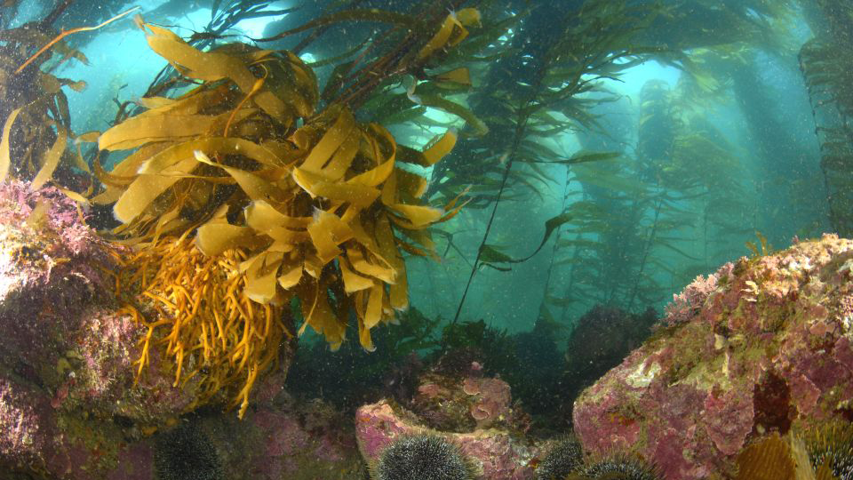 Seaweed