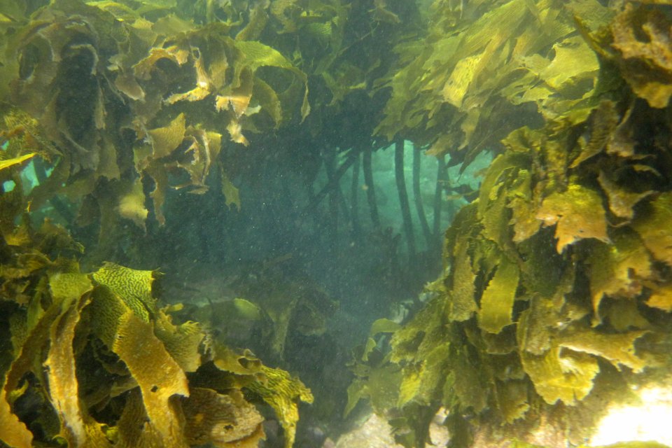 Seaweed and people