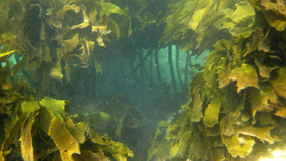 Seaweed – producers