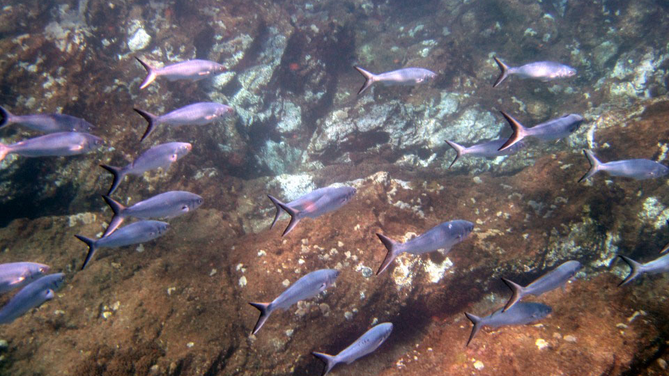 Fish – consumers