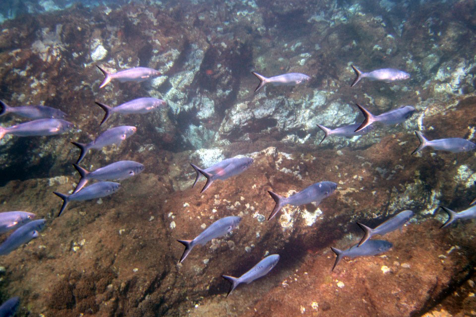 Healthy ecosystems