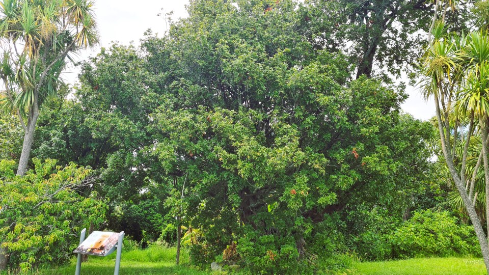 The tītoki tree still standing today on Ōtūmoetai Pā, Image: LEARNZ.