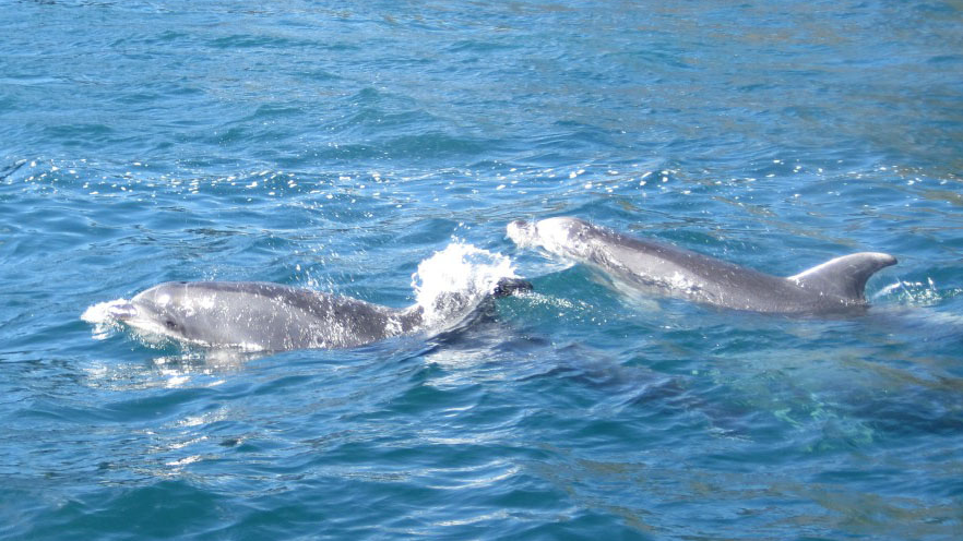 Dolphins – marine animals
