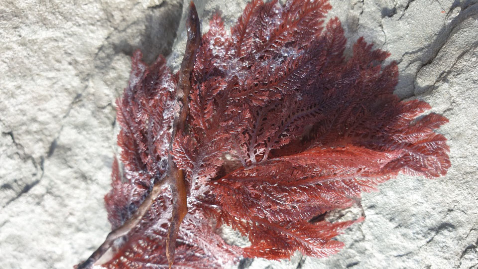 Agar is made from red seaweeds
