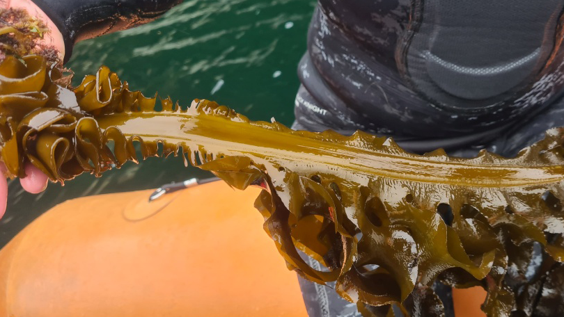Undaria – seaweed
