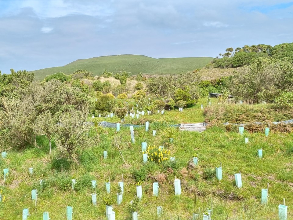 Restoration planting provides habitat and food for native animals. Image: LEARNZ.