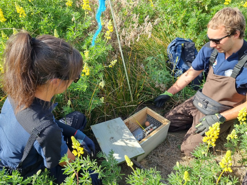 Controlling predators through trapping helps to protect native animals. Image: LEARNZ.