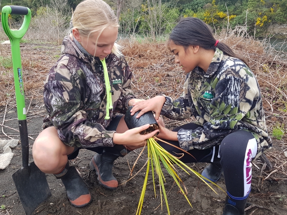 Planting native plants alongside awa is often a part of river restoration projects. Image: LEARNZ.