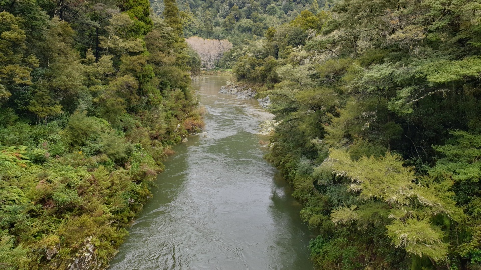 Before people settled in Aotearoa New Zealand, dense native forest lined most awa. Image: LEARNZ.