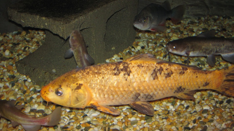 Introduced fish compete with native species for food. Image: LEARNZ.