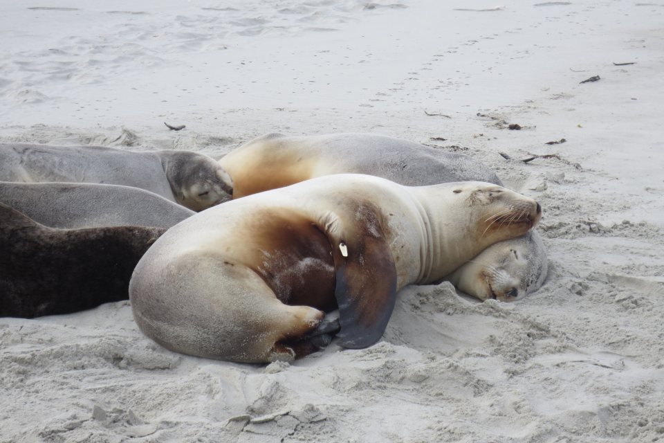 Pakeke or New Zealand sea lions can be found along the Otago coastline. Image: LEARNZ.