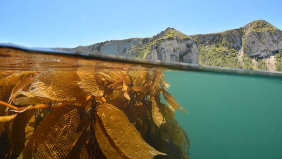 Seaweed