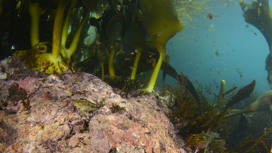 Seaweed