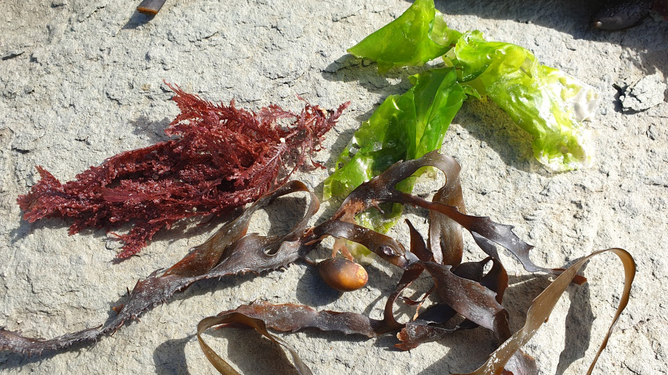 Seaweed
