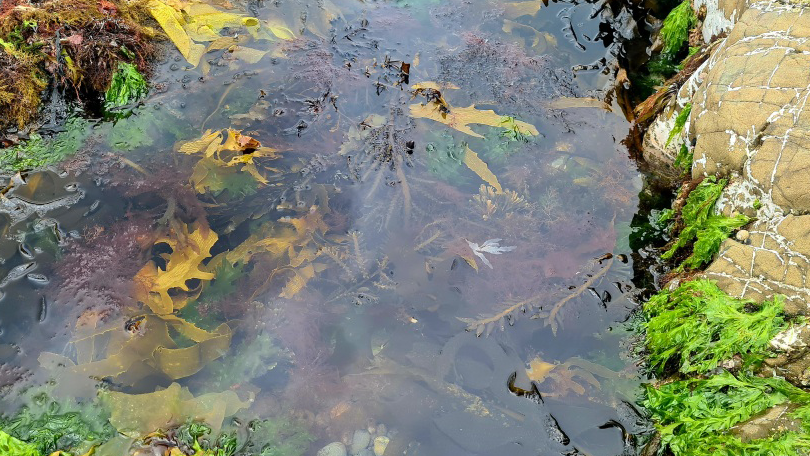 Seaweed