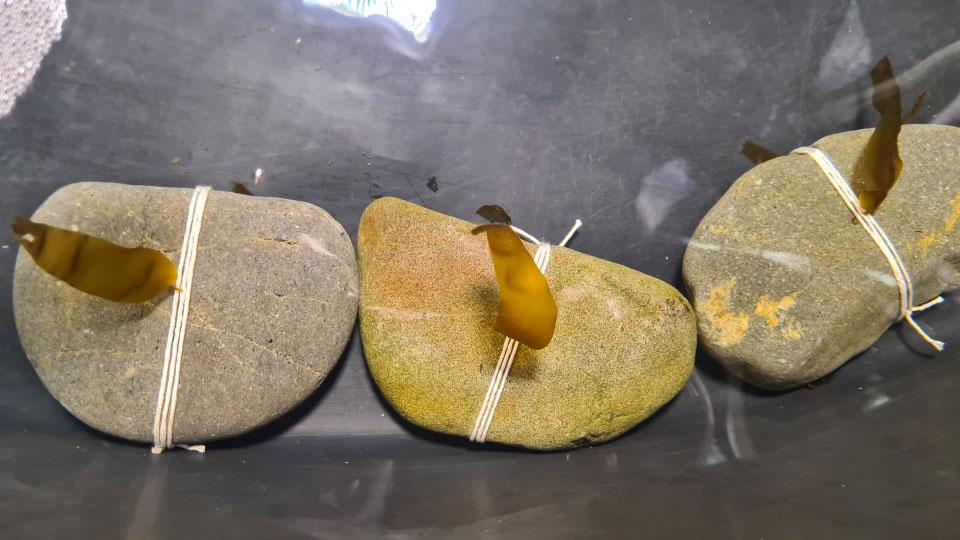 Kelp grown in a lab