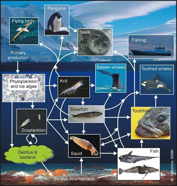 ocean food chain pyramid