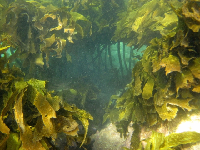 An ecosystem must have producers such as this kelp to produce food. Image: LEARNZ.