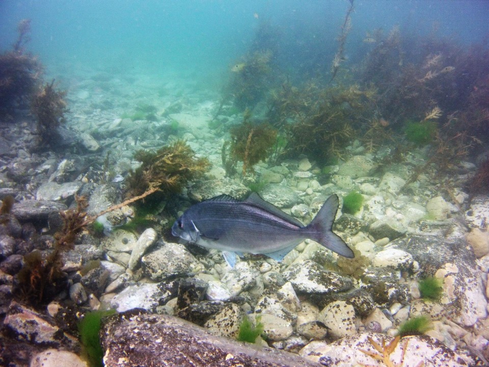 An ecosystem also has consumers which eat producers and or other consumers. Image: Sustainable Seas Challenge.