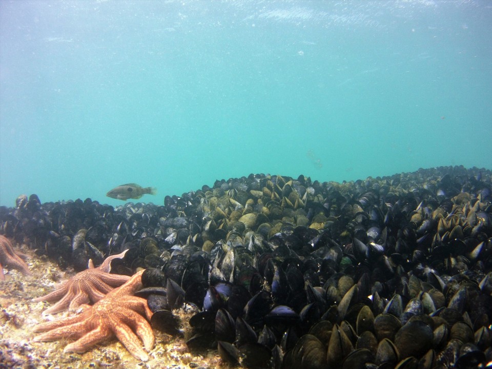 Many plants and animals can thrive on the seafloor. This is a mussel bed off Tonga Island in Tasman Bay. Image: Sustainable Seas Challenge.