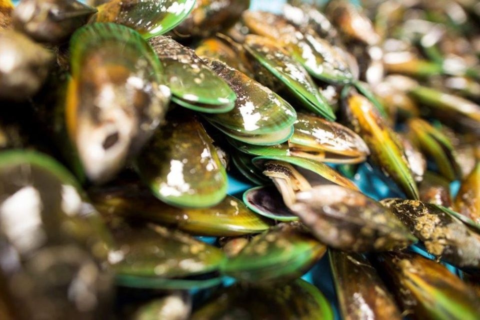 Green-lipped mussels are endemic to New Zealand. Image: SPATNZ.