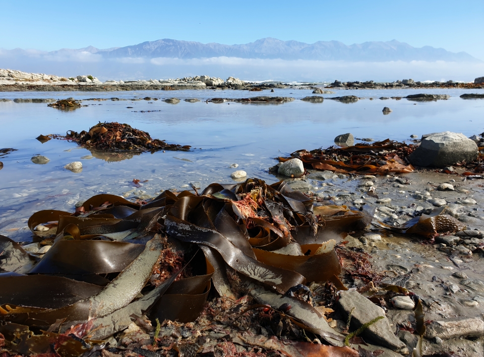 Aotearoa is surrounded by the sea and the sea is a taonga