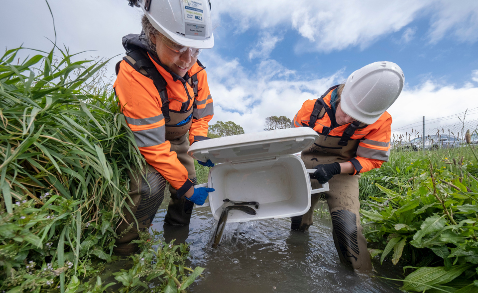 Ecological surveys are done so that native plant and animal species are kept safe during construction. Image: Watercare.