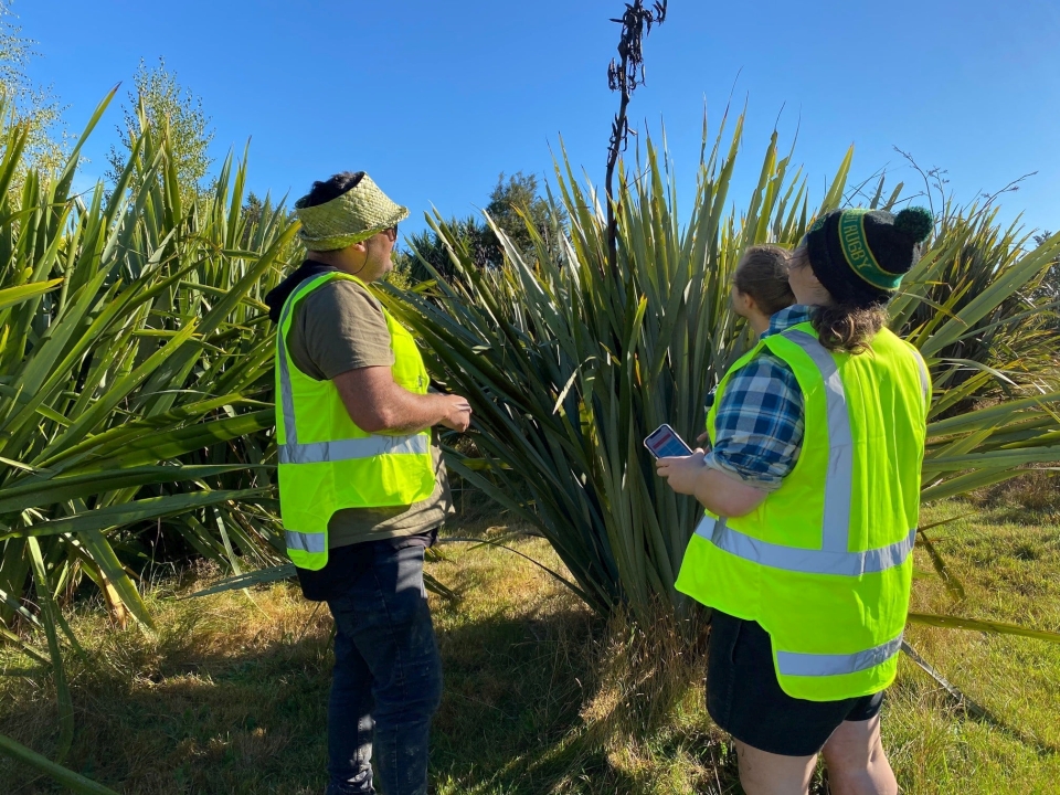 Apps that use location-based information can help with restoration projects. Image: Hokonui Rūnanga.