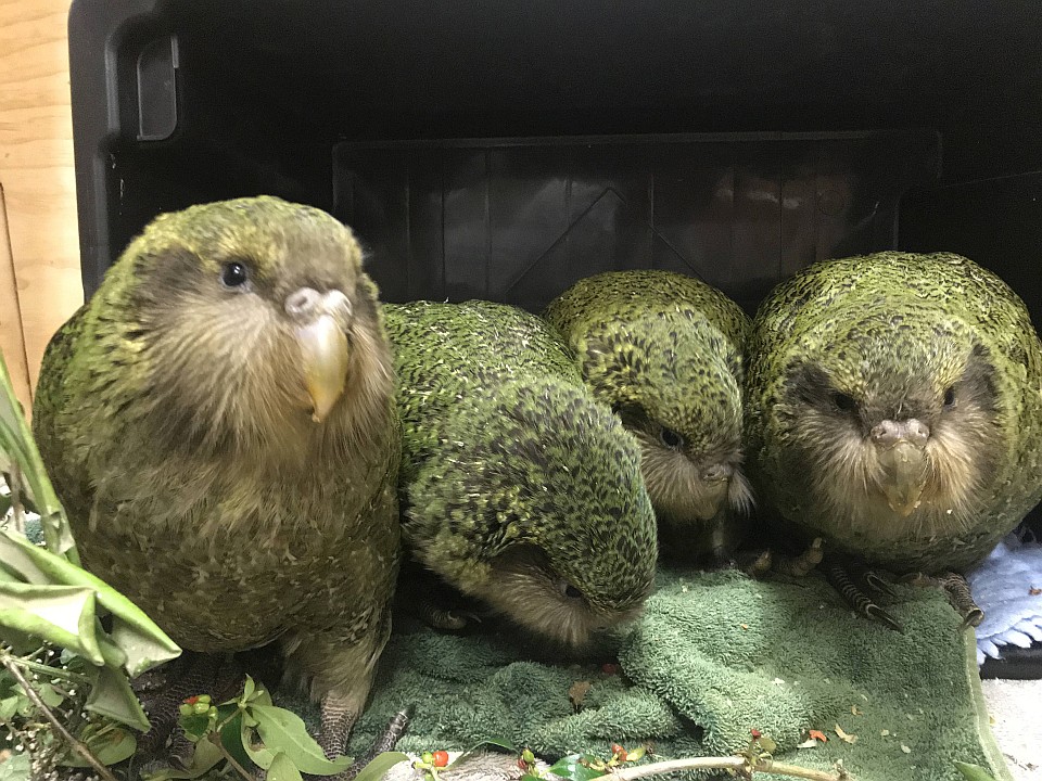 Aotearoa New Zealand has many threatened species such as kākāpō. Image: Wildlife Hospital Dunedin.