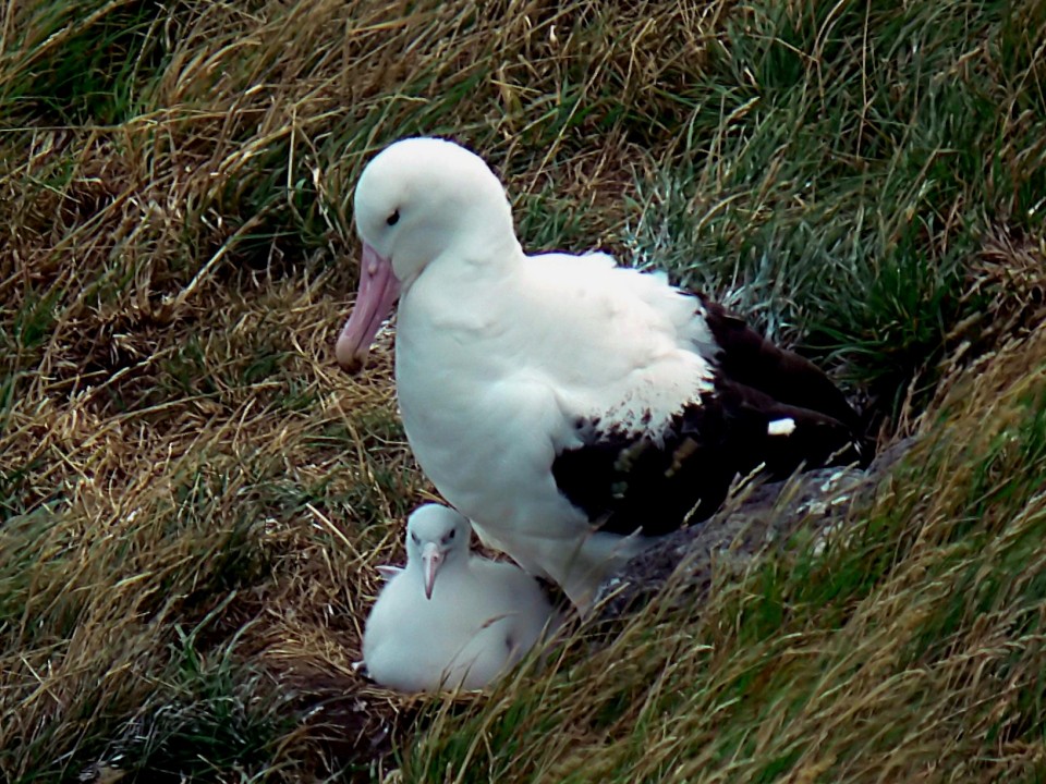The world's only mainland breeding colony of toroa is found on Pukekura Tairoa Head in Dunedin. Image: Bernard Spragg.