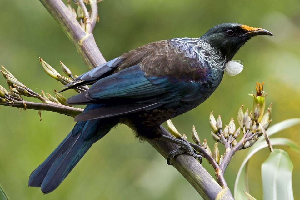 The Hokonui Hills are home to many different native species, including the tūī. Image: Matt Binns, Wikimedia.