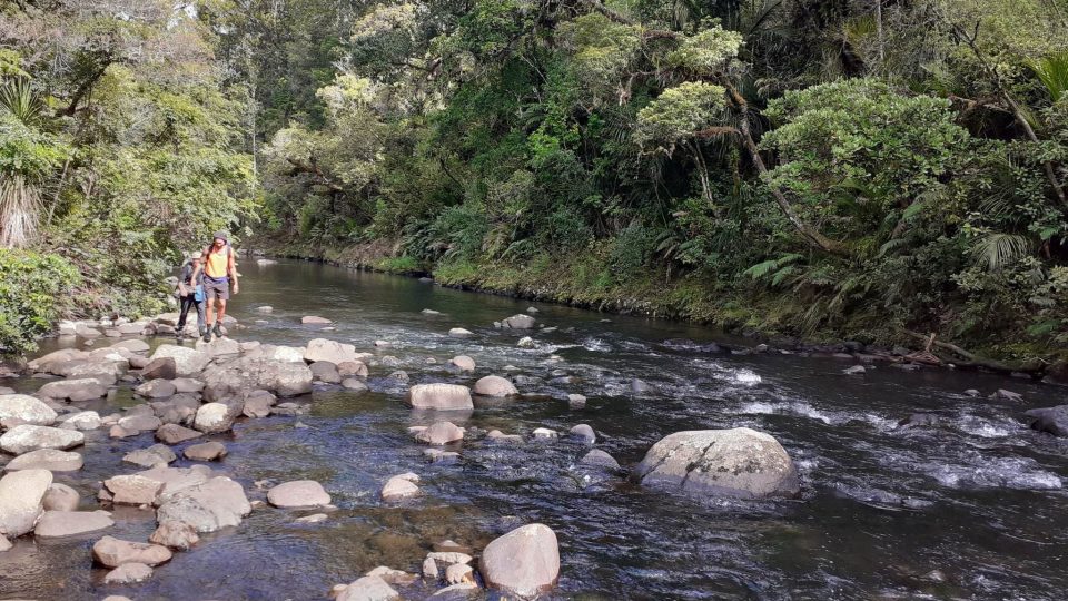 The Waipoua awa has a rich cultural and natural history: Image: Te Toa Whenua.