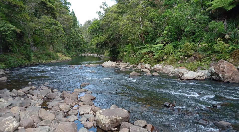 The Waipoua awa in Te Tai Tokerau has been treasured by Te Roroa iwi for generations. Image: Te Toa Whenua.