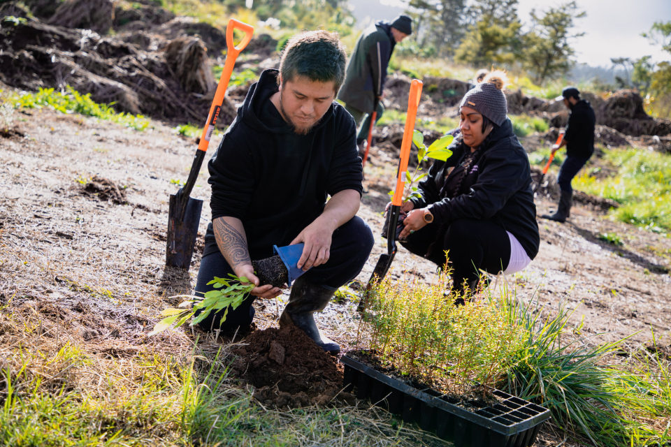 Some of the restoration mahi includes getting rid of weeds and replanting with native plants. Image: Te Toa Whenua.