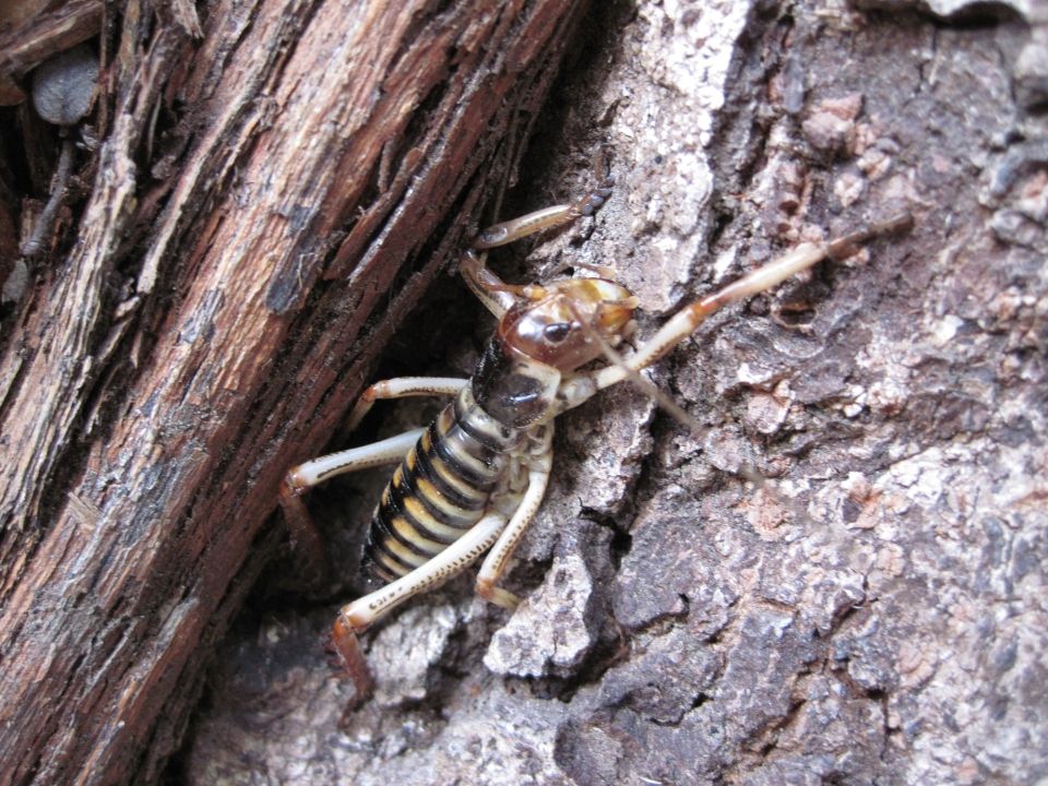Everything is connected and every native species has a role to play, including insects such as this wētā. Image: LEARNZ.