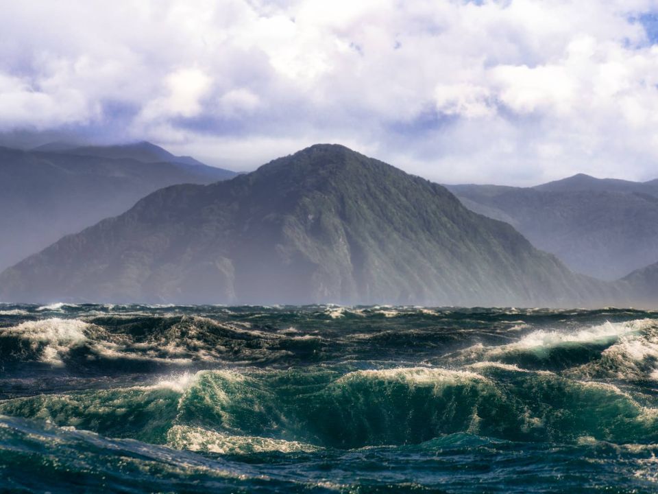 Aotearoa is a special place with many species found no where else in the world. Image: Pure Salt.